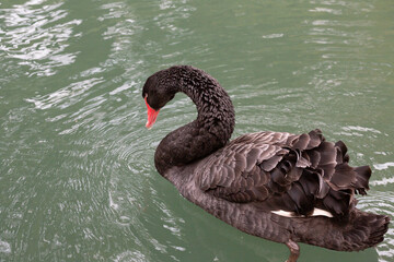 The male black swan has black-gray plumage all over its body, dark red eyes, a red beak with a white stripe, a black tip of the beak, legs and feet, while the female is exactly the same as the male © Anna