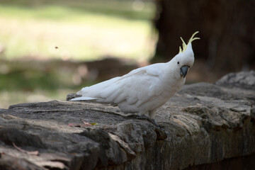 the sulphur crested cockatoo is displaying its crest © susan flashman