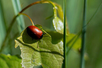 przyroda, zwierzęta, chrząszcz, łąka, zieleń, czerwień, łodygi, lato,wiosna, © Estera