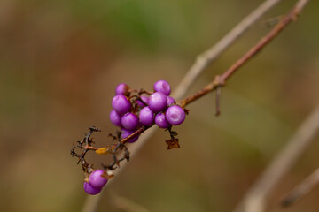 purple berries of callicarapa americana beautyberry selective focus