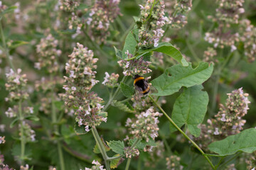 Fototapeta premium Catnip (lat. Nepeta cataria) - medicinal plant blooms on a Sunny spring day. Catnip, lemon mint - The plant contains up to 3 essential oil, which gives it a strong, distinctive (