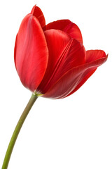 Single red tulip petals in vivid bloom with detailed vein patterns isolated on a transparent background