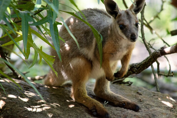the yellow footed rock wallaby is hiding in a bush