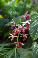 Obraz premium Lady Ramona Harris orchids