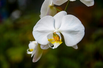 Moth Orchid
