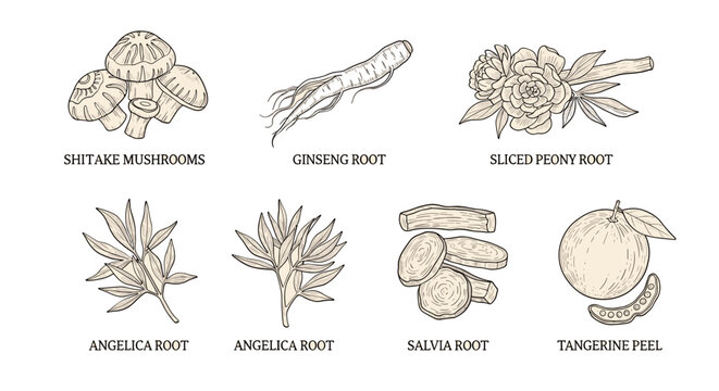 Vintage Medicinal Herb Illustration Set &ndash; Hand-Drawn Botanical Roots and Mushrooms Collection