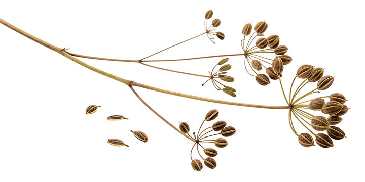 Detailed Caraway Seeds Cluster on Natural Branches isolated on a transparent background carum carvi dried seeds