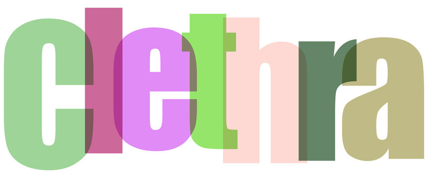 Clethra Multicolored Typography on White Background