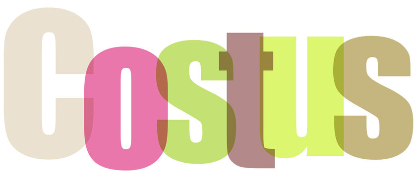 Colorful Costus Typography Design Element