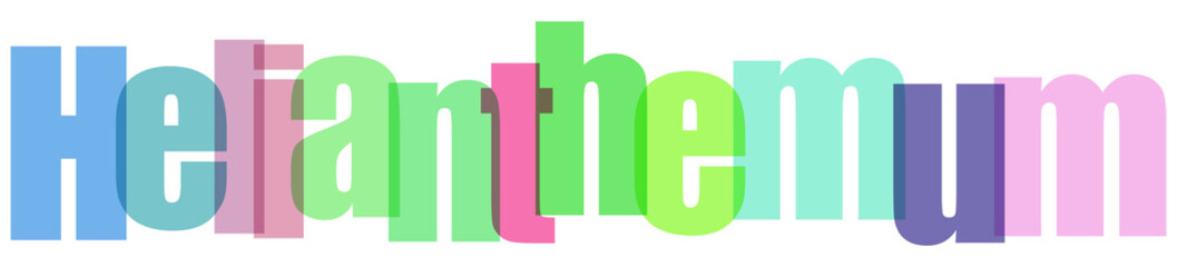 Helianthemum Multicolored Typography on White Background