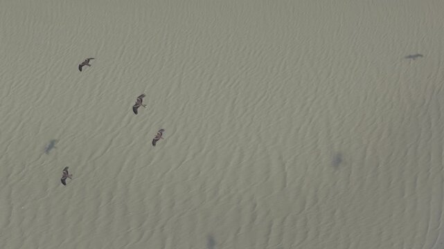 aerial drone footage of a Black kite bird soaring over wavy sand in a pale desert landscape during midday, showcasing their majestic flight pattern High quality drone 4k footage