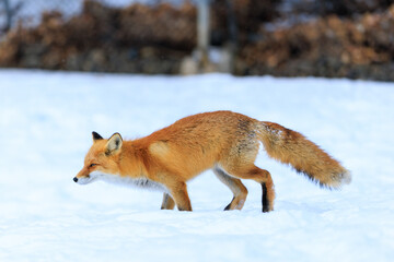 走るキタキツネ