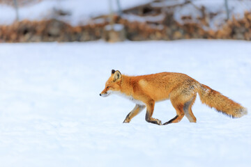 走るキタキツネ