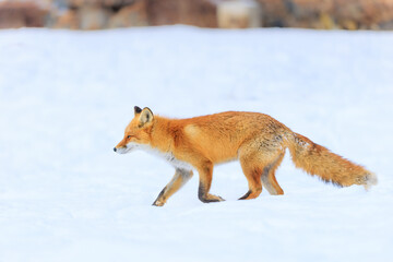 走るキタキツネ