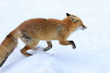 走るキタキツネ
