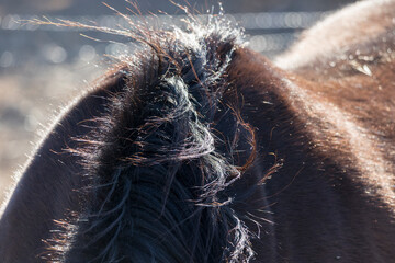 Close-up of the mane, withers, and winter coat of a bay horse. 