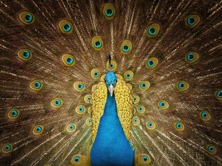 Obraz premium Vibrant Male Peacock With Fanned Feathers Displaying Iridescent Eye Spots And Colorful Plumage