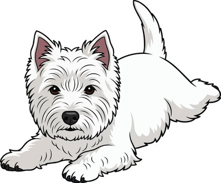West Highland White Terrier dog lying down sploot illustration