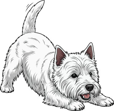 West Highland White Terrier dog happy play bow pose illustration