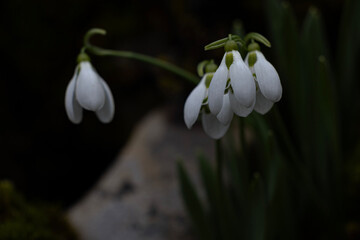 Fototapeta premium Snowdrop flowers on the plateau, on the rock.Kızıldağ plateau and camp center. Şarkikaraağaç / Isparta / Turkey 
