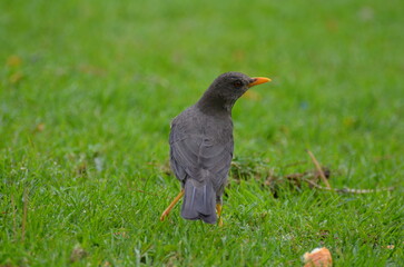 Obraz premium Mirlo-Zorzal Chiguanco(turdus chiguanco)