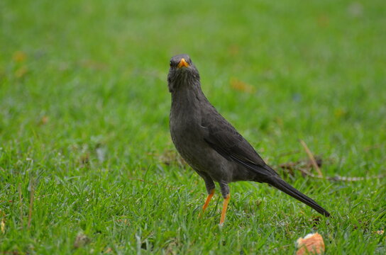 Mirlo-Zorzal Chiguanco(turdus chiguanco)