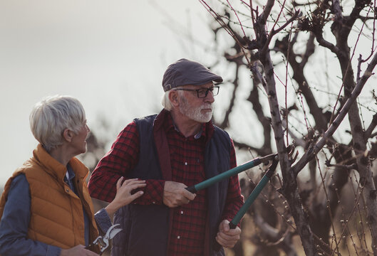 Farmers pruning fruit trees in late winter