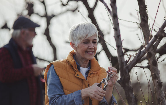 Farmers pruning fruit trees in late winter