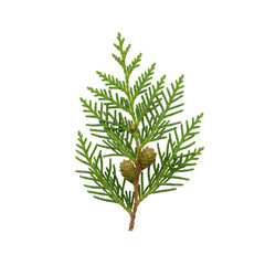 Fototapeta premium Fir branch with green leaves and cones on transparent background