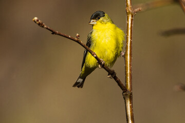 Fototapeta premium Adult Male Lesser Goldfinch (Spinus psaltria) in a tree - Lassen County California, USA