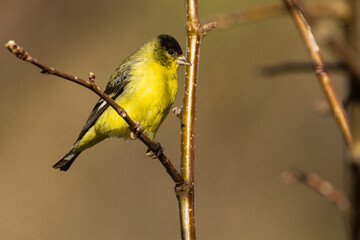 Adult Male Lesser Goldfinch (Spinus psaltria) in a tree - Lassen County California, USA
