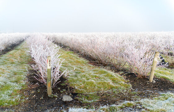 Canada, BC, Delta.  Lines of frost covered blueberry bushes in the winter.