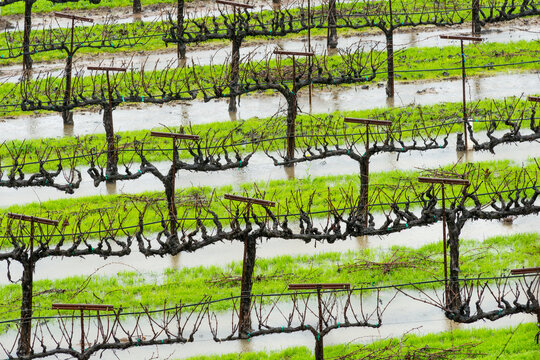 USA, CA, Sonoma Valley, Healdsberg.  Orderly rows of grapes vines in winter.