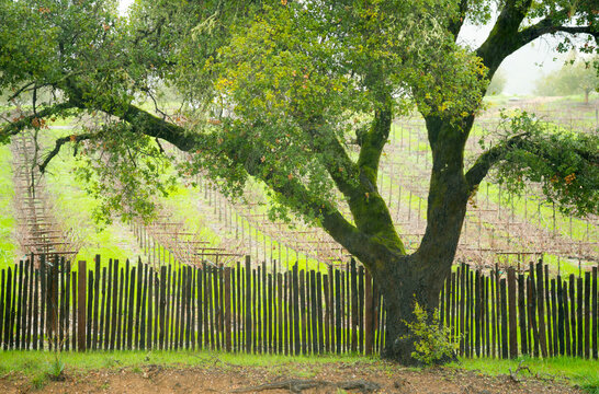 USA, CA, Healdsburg.  Dormant grape vines behind a fence and tree