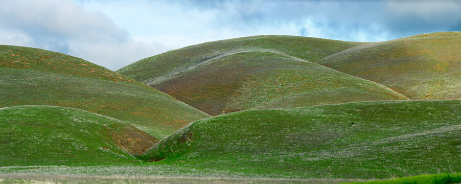 USA, Southern California, Carrizo Plains National Monument, San Luis Obispo County.   Rolling hills, natural grasslands.