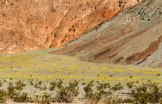 USA, CA, Death Valley.  Desert sunflowers in bloom in the Black Mountains near Ashford Mill.  geraea canescens