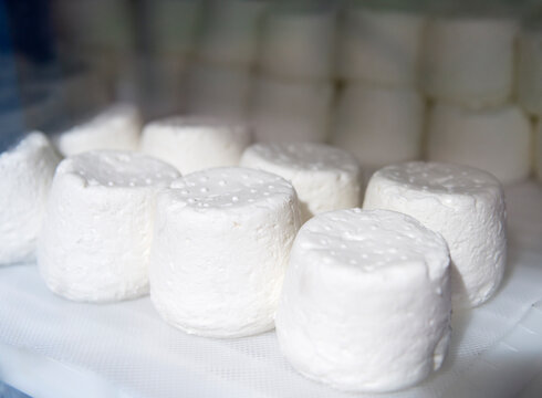 Canada, BC, Saltspring Island.  Fresh goatmilk cheese in artisan cheese factory.