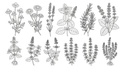 Botanical Line Art Collection of Aromatic and Medicinal Herbs: Chamomile, Lavender, Rosemary, and Mint Outline Illustrations