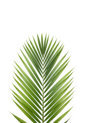 Obraz premium Fresh green palm leaf isolated on white background, tropical nature, organic texture