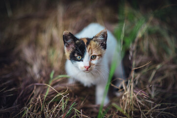 Tiny calico kitten standing in the field, portrait of a tricolor baby cat