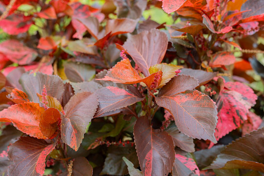 Vibrant Acalypha wilkesiana copper leaf plant with intense red and bronze variegated foliage. Tropical ornamental shrub background for gardening, botanical, and nature landscape design themes