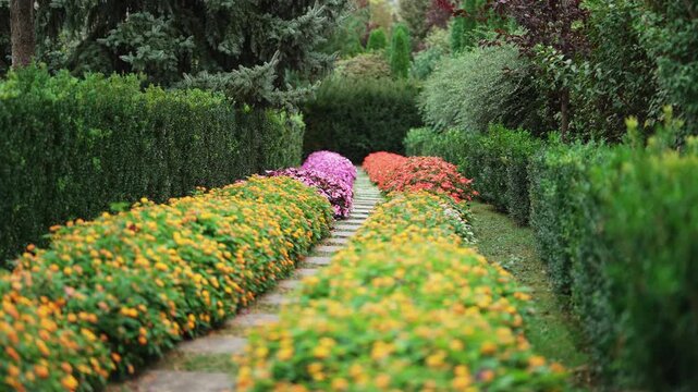 Colorful Flower Garden Pathway with Manicured Green Hedges