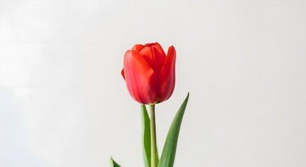 Obraz premium A vibrant red tulip standing tall against a clean white background