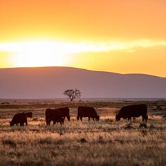 Fototapeta premium Cattle grazing in a vast field at sunset with mountains in the background.