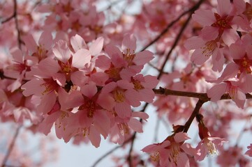 Obraz premium cherry blossom in spring