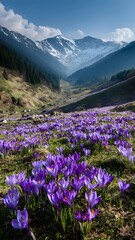 A scenic landscape featu a vibrant field of purple crocuses blooming in the foreground with majestic snow capped mountains visible under a clear blue sky.