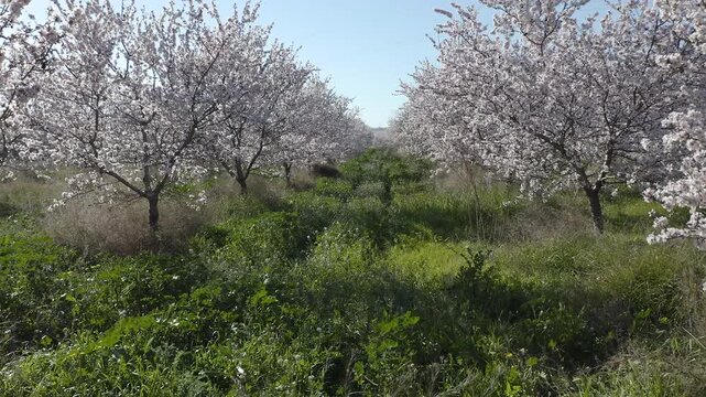 Aerial view of almond trees in full bloom in Alicante, Spain. Extensive white blossoms of Comuna variety covering agricultural fields, Mediterranean spring landscape with abundant flowering and rural 