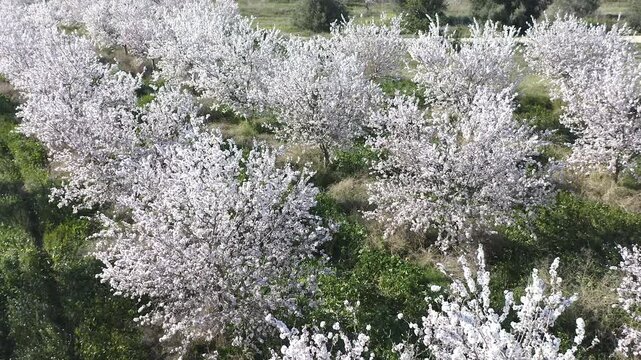Aerial view of almond trees in full bloom in Alicante, Spain. Extensive white blossoms of Comuna variety covering agricultural fields, Mediterranean spring landscape with abundant flowering and rural 