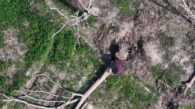 aerial drone footage of a Lumberjack chopping a fallen tree with an axe for firewood preparation in a grassy field on a sunny day High quality drone 4k footage