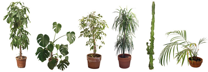 Houseplants photographies isolated on transparent background © Manon